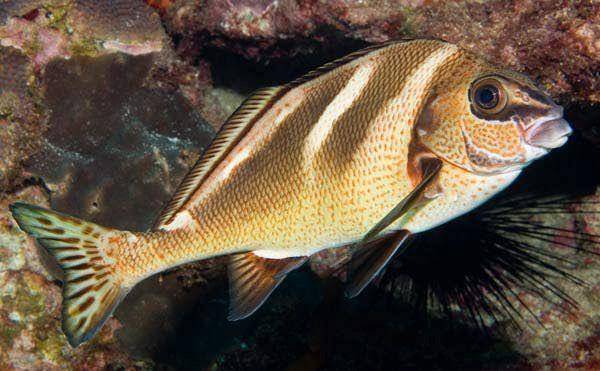 ikan morwong (australian.museum)