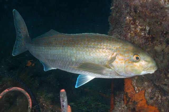 ikan morwong (fishesofaustralia.net.au)