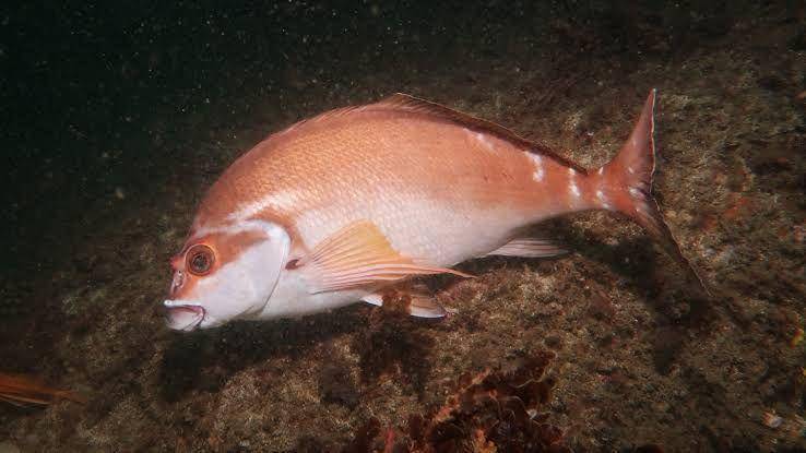 ikan morwong (sydneydives.com)