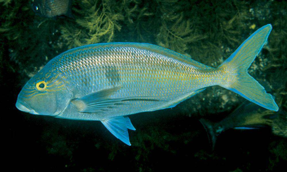 ikan morwong (fishesofaustralia.net.au)
