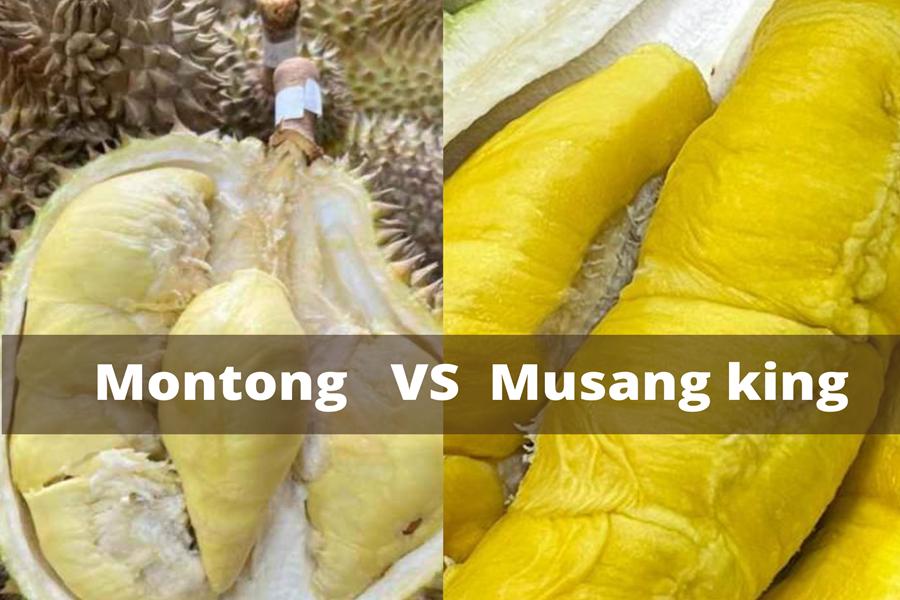 5 Perbedaan Durian Montong dan Musang King, Mana Favoritmu?
