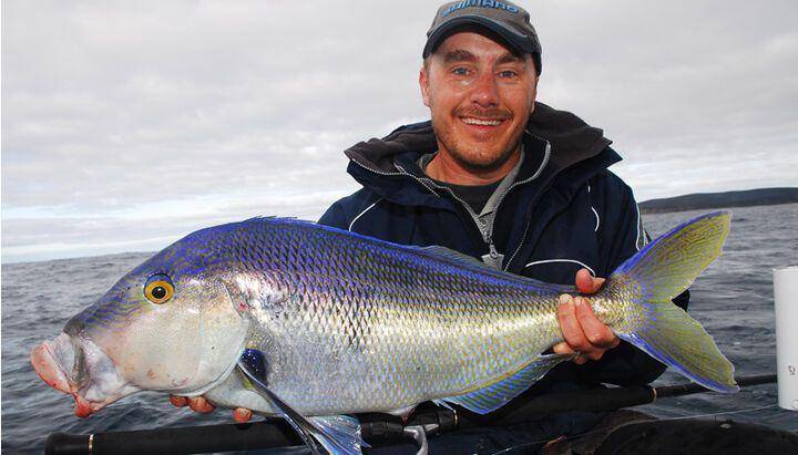 ikan morwong (naturerules1.fandom.com)
