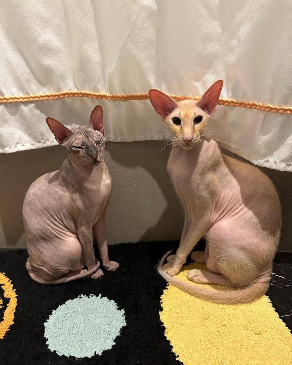 kucing sphynx dan kucing peterbald yang memiliki kemiripan (Instagram.com/ mrkittyandpopeye)