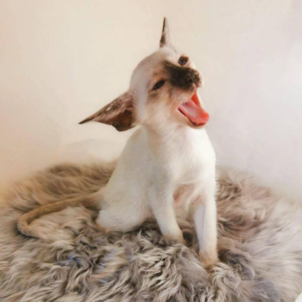 kucing peterbald (Instagram.com/ saphirangels_peterbald)