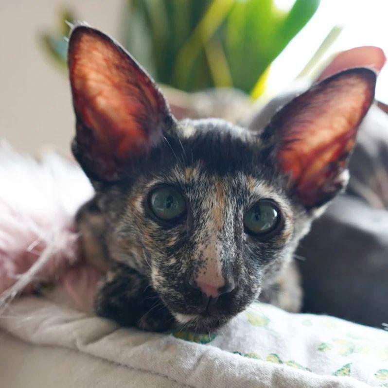 kucing peterbald (Instagram.com/ saphirangels_peterbald)
