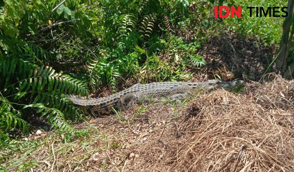 Heboh Sarang Buaya Ditemukan Dekat Pemukiman Warga di Makassar
