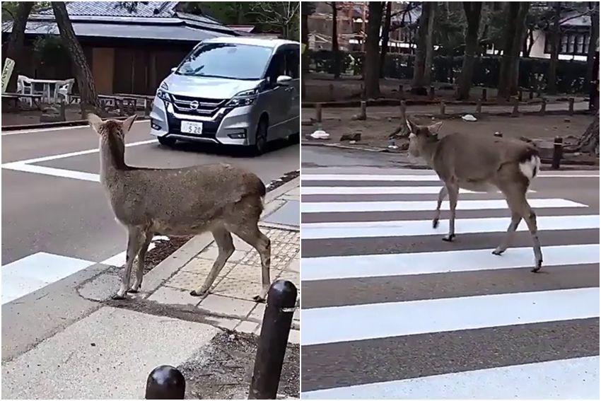 10 Tingkah Gemas Rusa yang Tertangkap Kamera saat Liburan di Nara