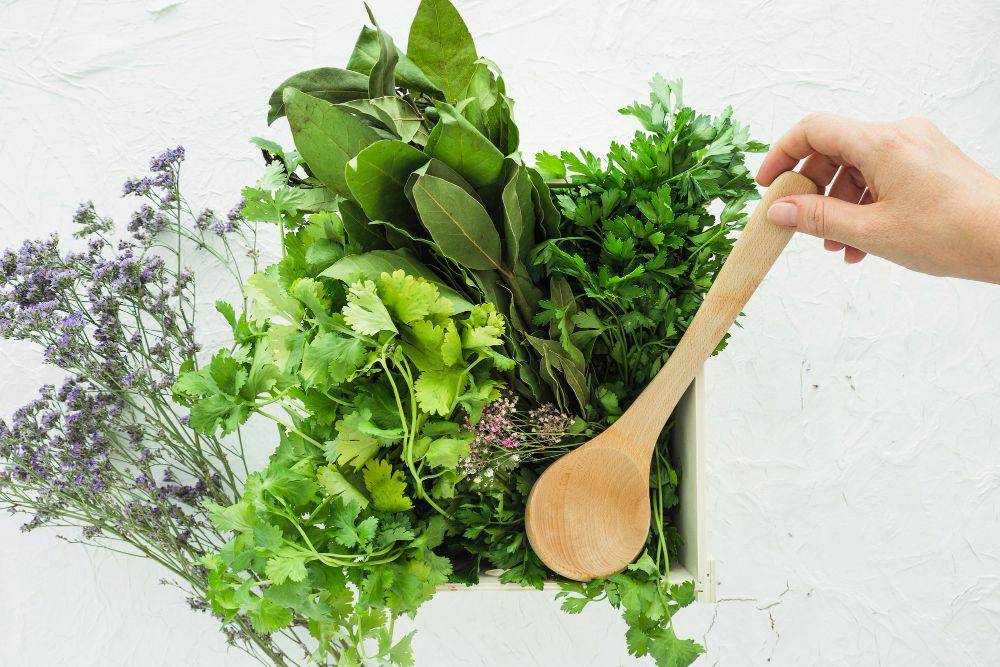 ilustrasi tumbuhan herbal (freepik.com/Freepik)