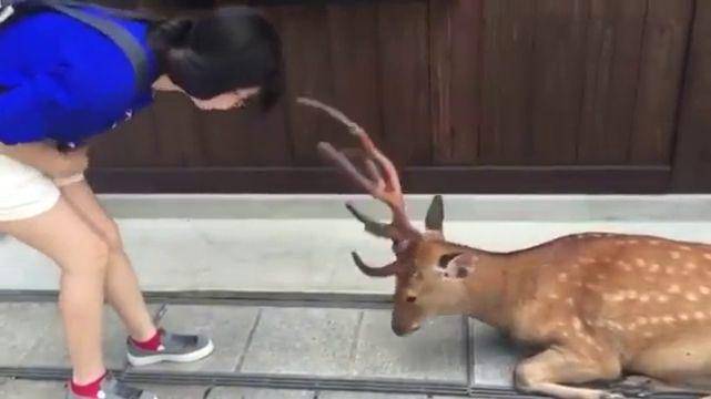 potret tingkah gemas rusa tertangkap kamera (reddit.com/user/UnironicThatcherite)