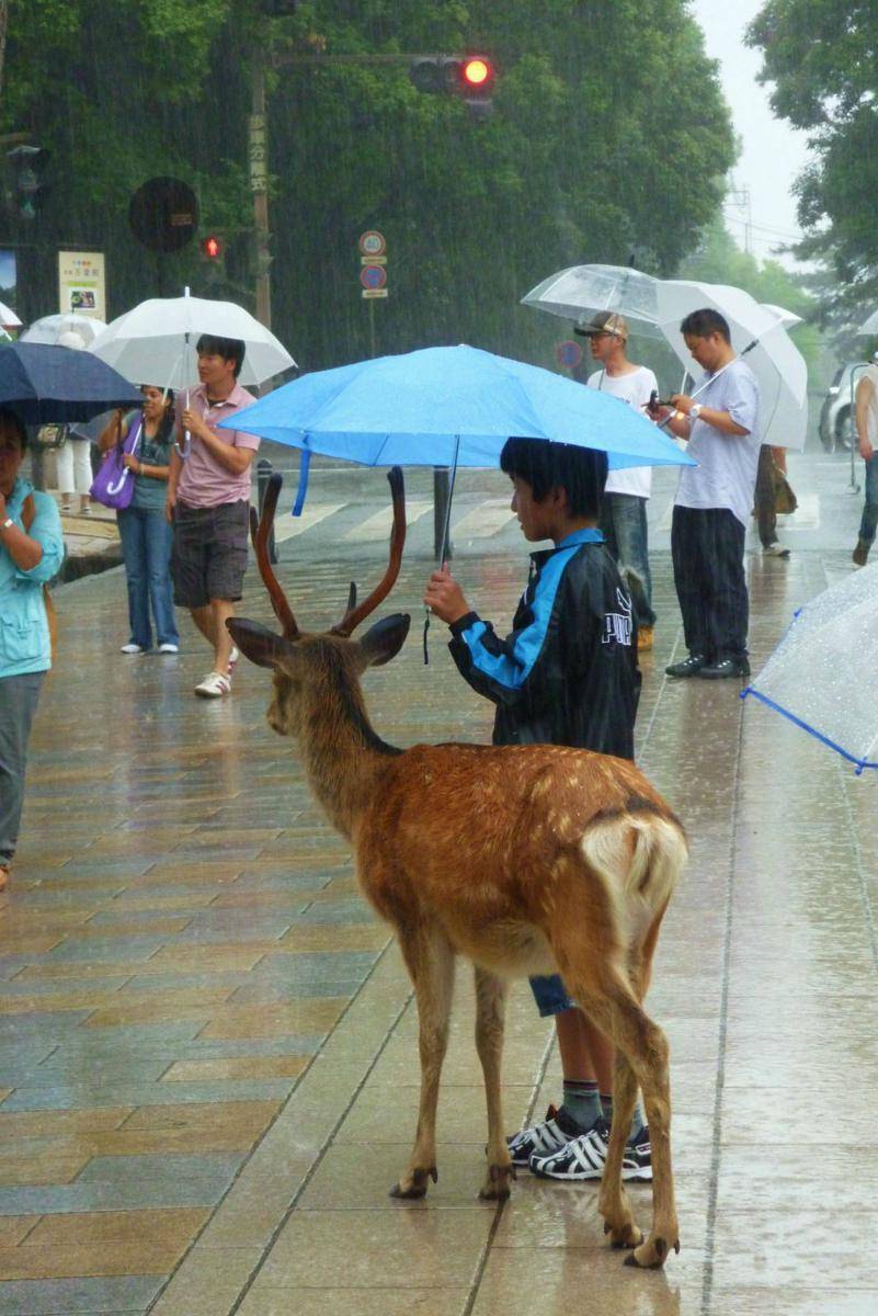 potret tingkah gemas rusa tertangkap kamera (reddit.com/user/laura6319)
