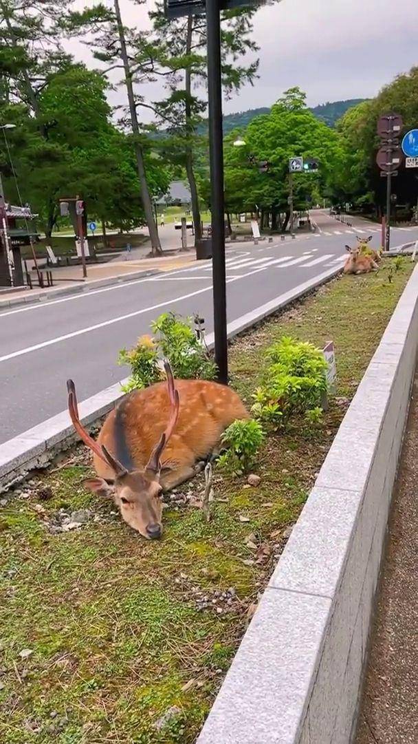 potret tingkah gemas rusa tertangkap kamera (reddit.com/user/solateor)