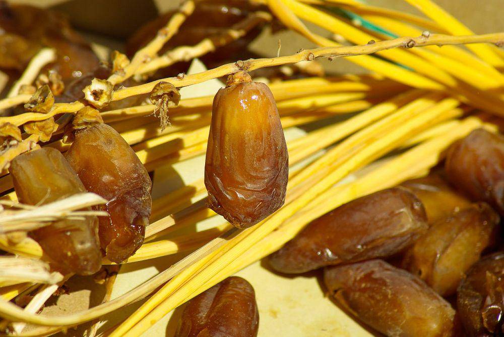 ilustrasi buah kurma (pixabay.com/jackmac34)