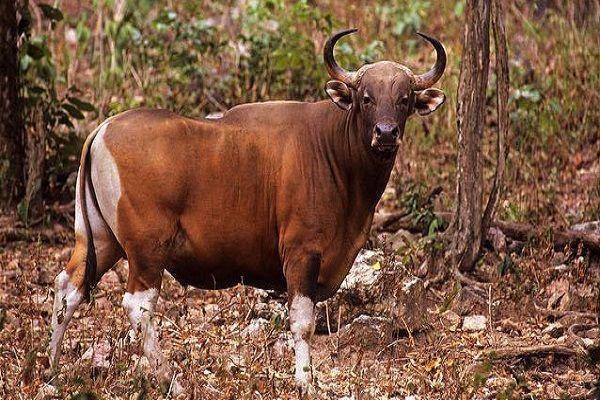 Kouprey (endangeredwildlife.org)