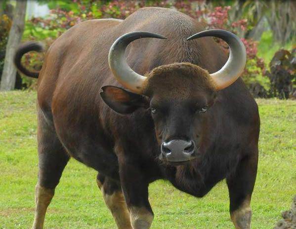 Kouprey (endangeredwildlife.org)