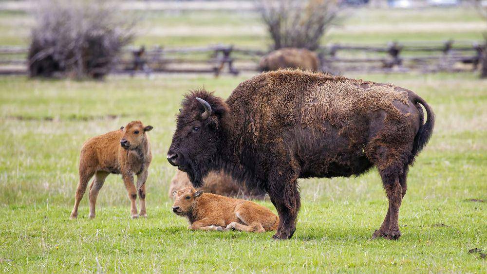 ilustrasi bison (unsplash.com/Philip Brown)