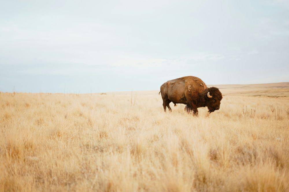 ilustrasi bison (unsplash.com/Bryce olsen)