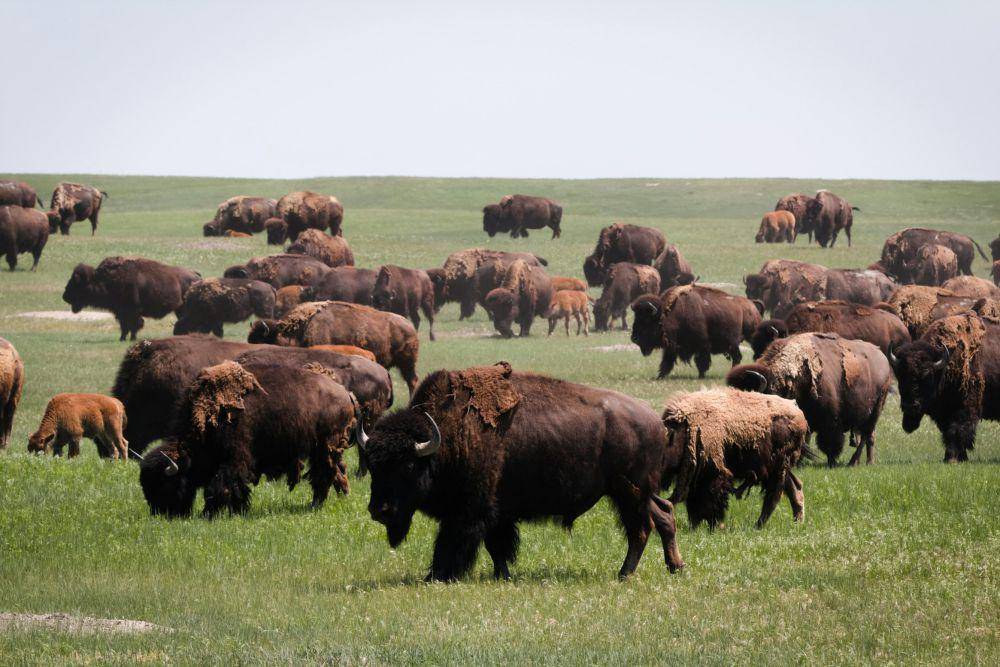 ilustrasi bison (unsplash.com/Stephen Pedersen)