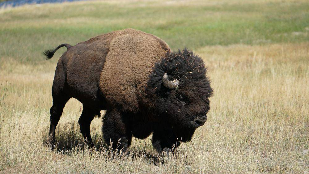 ilustrasi bison (unsplash.com/Jordan Crawford)