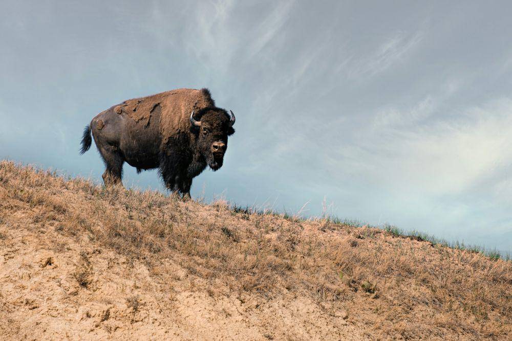 ilustrasi bison (unsplash.com/Mike Beaumont)