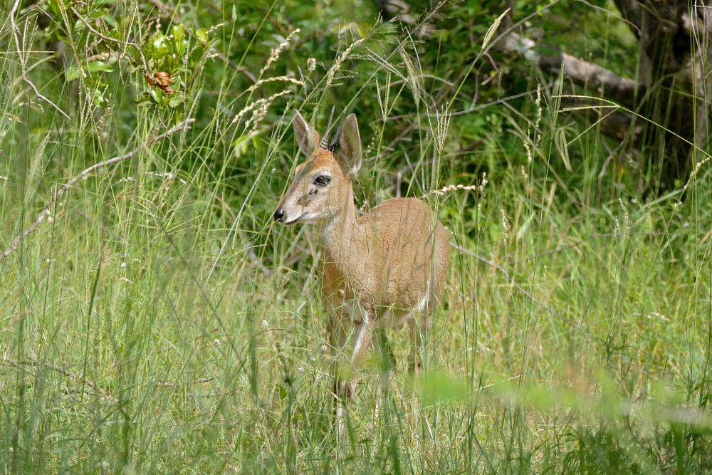 Duiker semak (commons.m.wikimedia.org/Bernard Dupont)