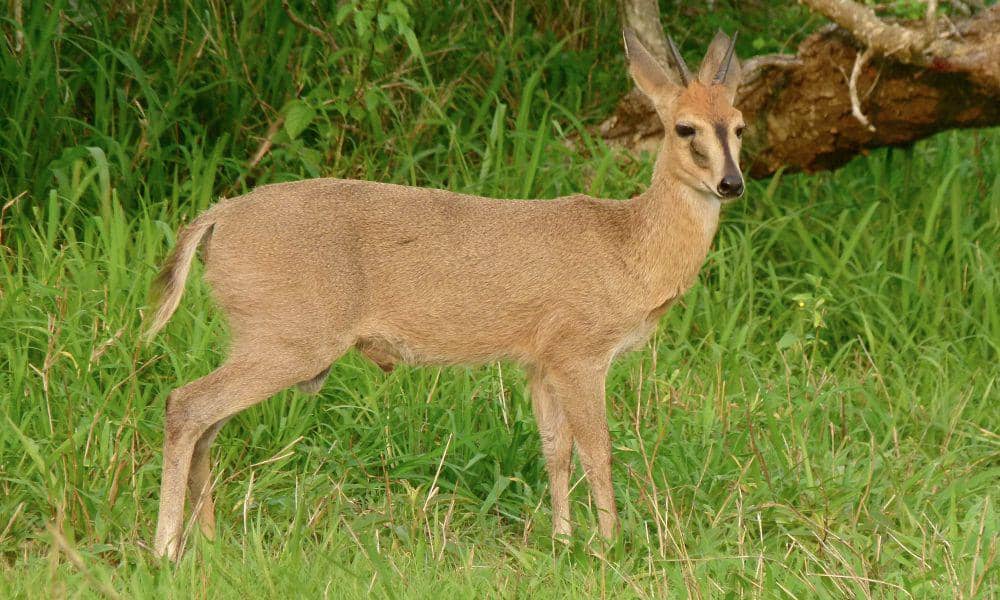 Duiker semak (commons.m.wikimedia.org/Bernard Dupont)