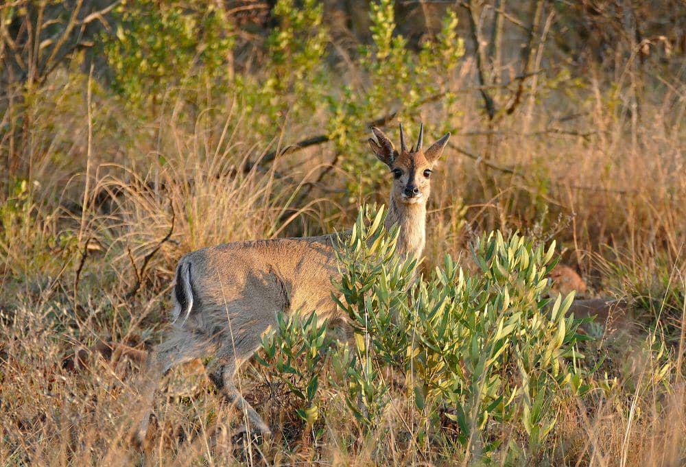 Duiker semak (commons.m.wikimedia.org/Bernard Dupont)