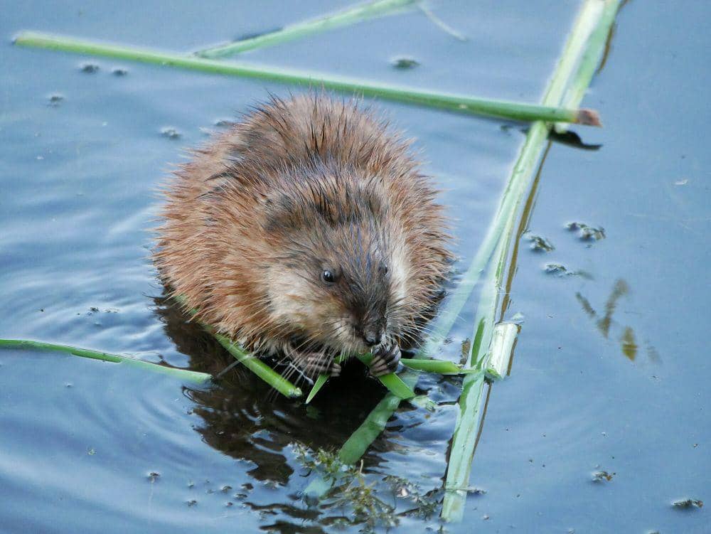 6 Fakta Muskrat, Perenang Andal yang Bulunya Diperdagangkan!