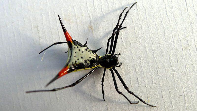 5 Laba-laba di Peru yang Unik, Jadi Inspirasi Film Madame Web