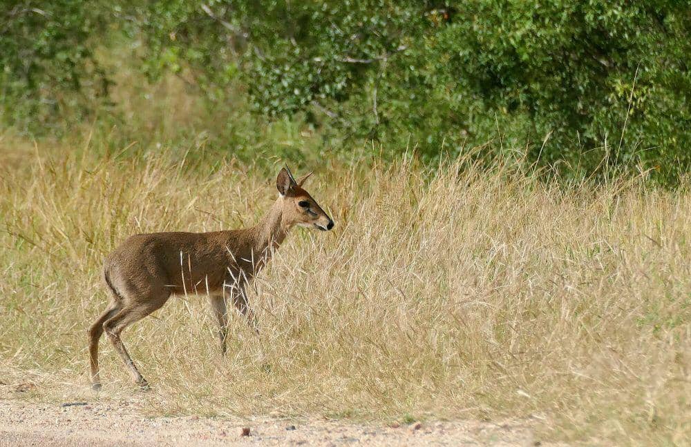 Duiker semak (commons.m.wikimedia.org/Bernard Dupont)