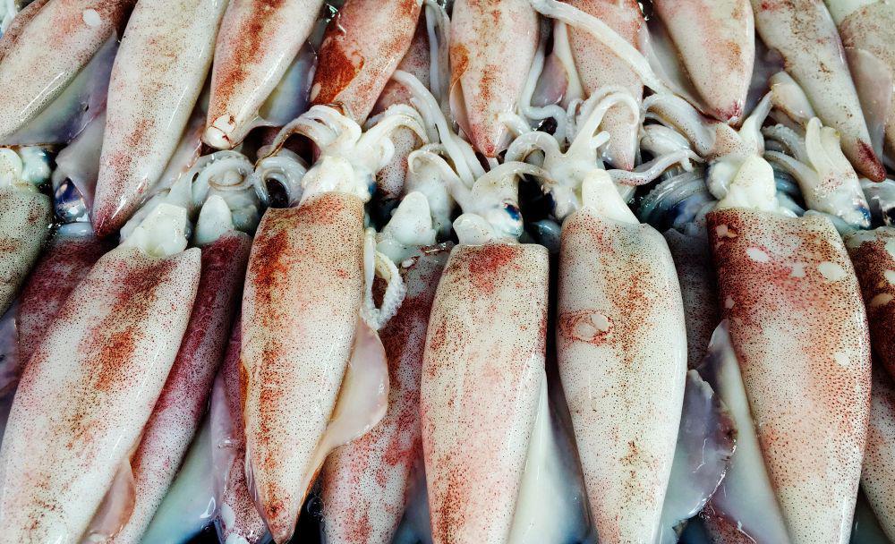 Amankah Makan Cumi-cumi Mentah?