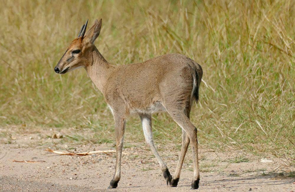 Duiker semak (commons.m.wikimedia.org/Bernard Dupont)