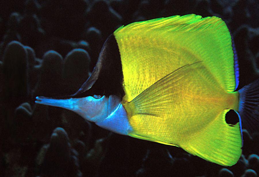 7 Fakta Ikan Kepe-kepe Monyong Kuning, Mudah Dipelihara di Akuarium