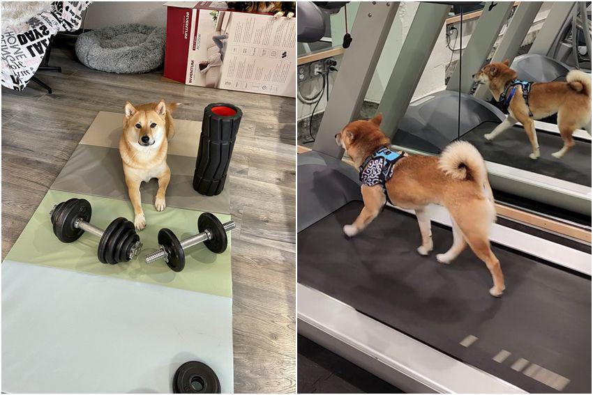 8 Foto Lucu Shiba Inu Olahraga, Mau Hidup Sehatkah?