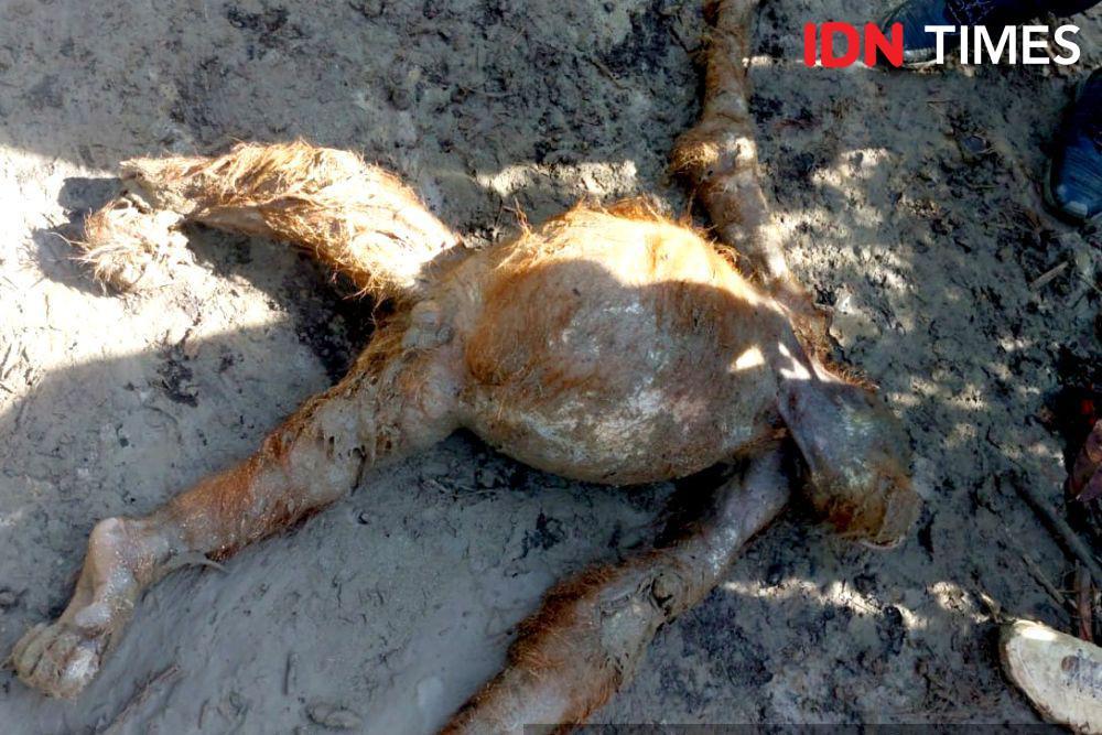 Satu Individu Orangutan Mati di TNGL, Diduga Terseret Banjir