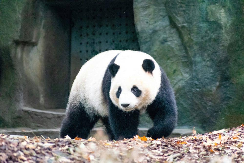 China Akan Kirim Lebih Banyak Panda ke Amerika Serikat