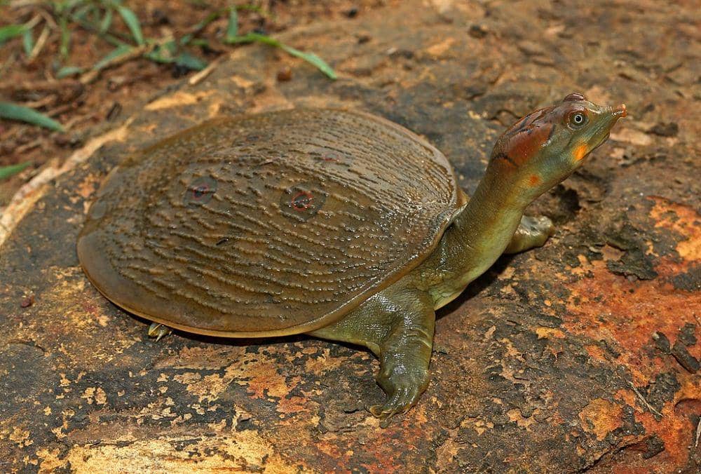 11 Fakta Unik Labi-labi, Penyu Air Tawar Bercangkang Lunak | IDN Times ...