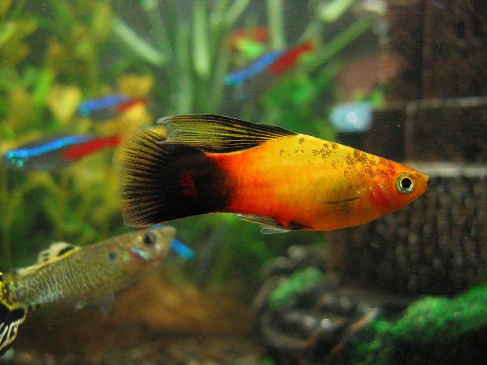 ikan platy adalah ikan livebearers yang betinanya melahirkan anak-anaknya (commons.wikimedia.org/Monika Korzeniec)