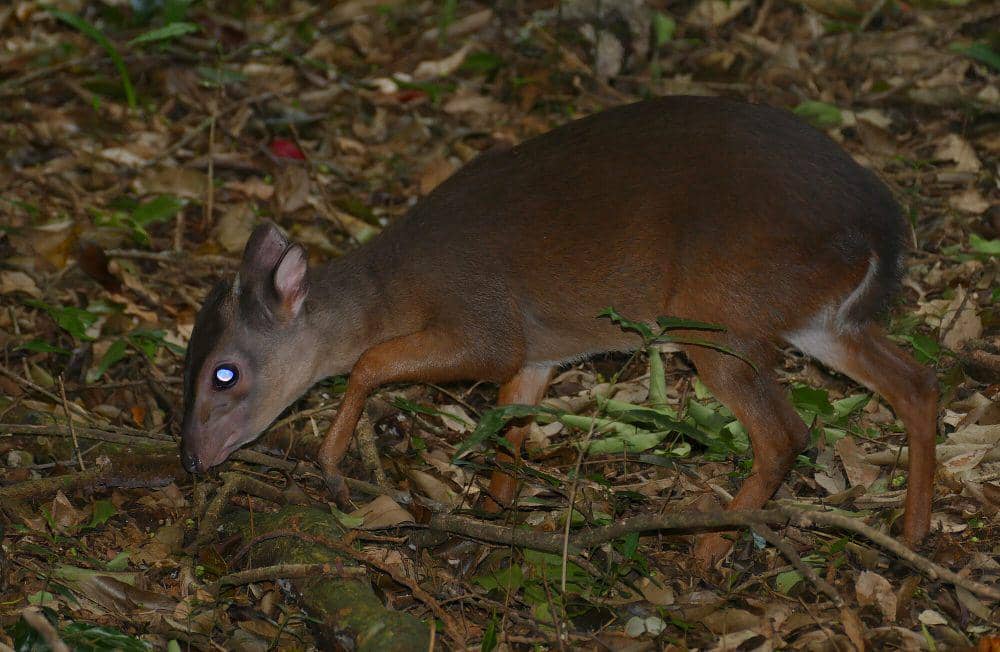 Duiker biru (commons.m.wikimedia.org/Bernard Dupont)