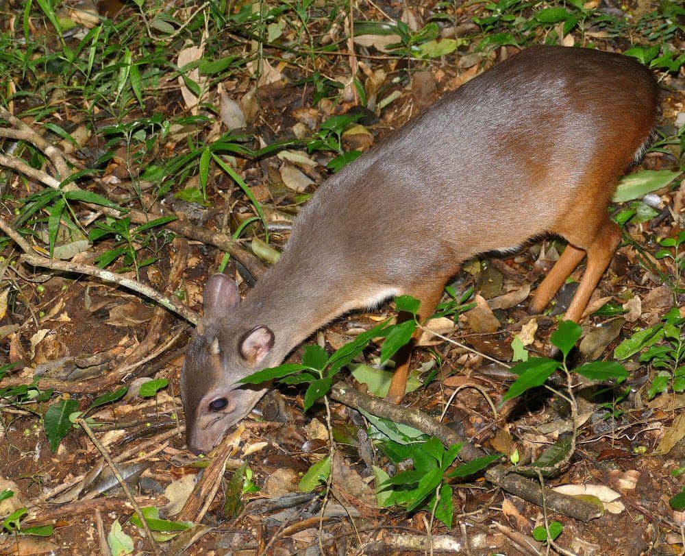 Duiker biru (commons.m.wikimedia.org/Bernard Dupont)