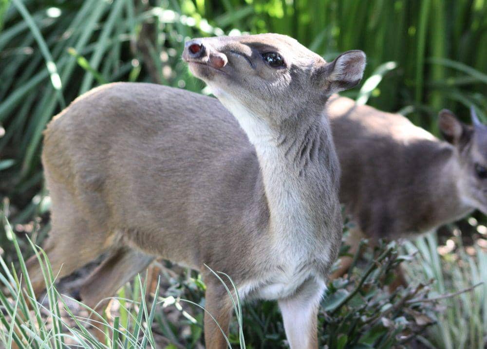 Duiker biru (commons.m.wikimedia.org/derekkeats)