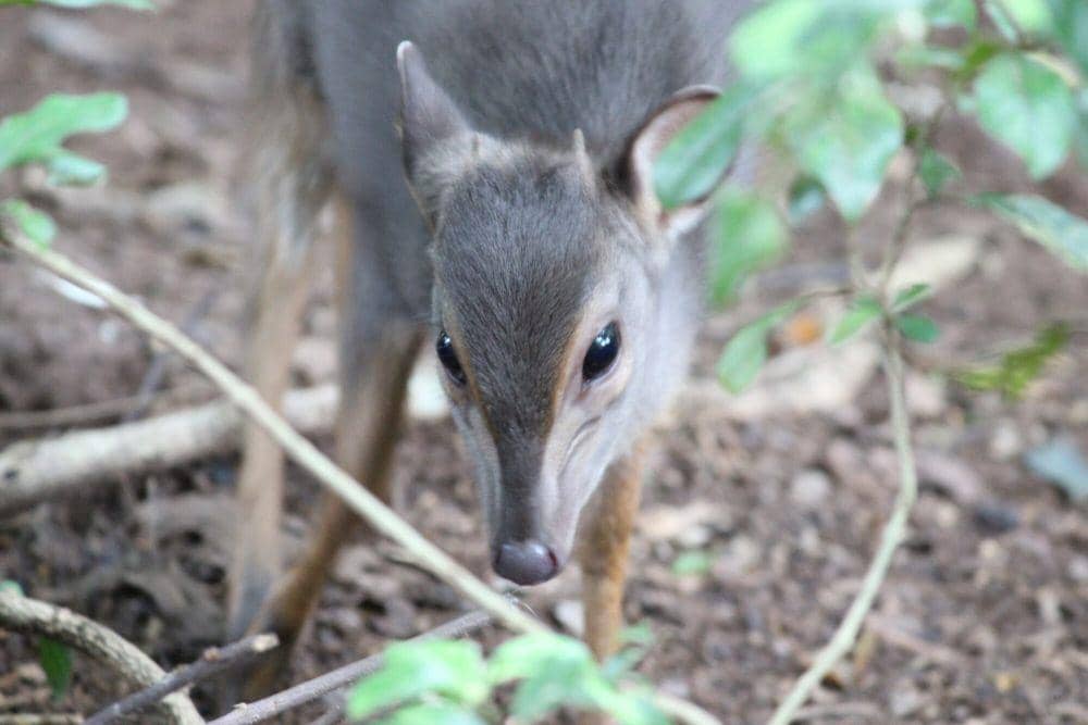 Duiker biru (commons.m.wikimedia.org/Mahomed Desai)