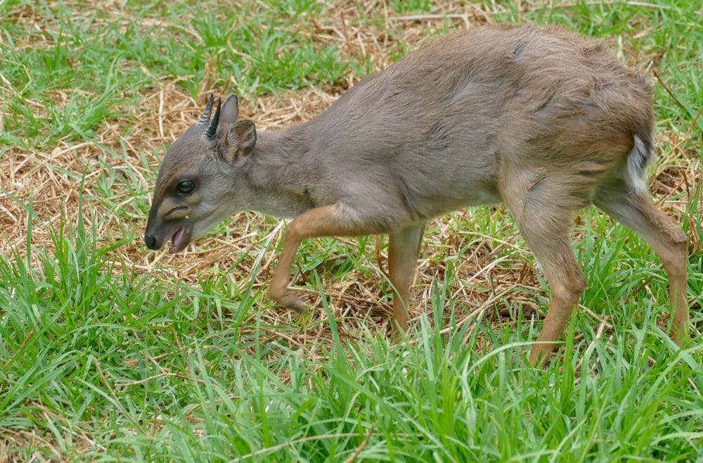 5 Fakta Duiker Biru, Anaknya Bergerak 20 Menit setelah Dilahirkan!