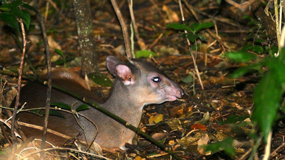 Duiker biru (commons.m.wikimedia.org/Bernard Dupont)