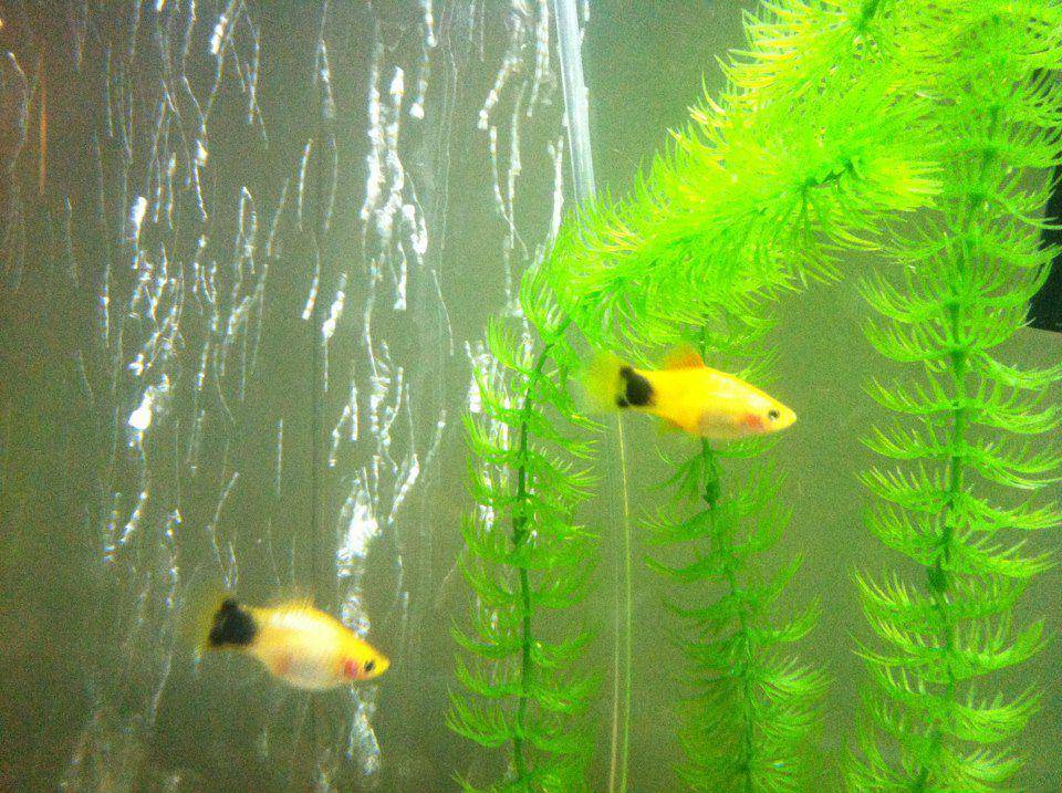 varian ikan platy yang memiliki warna eksotik yang dijuluki Mickey Mouse platies (commons.wikimedia.org/Sbane5001)