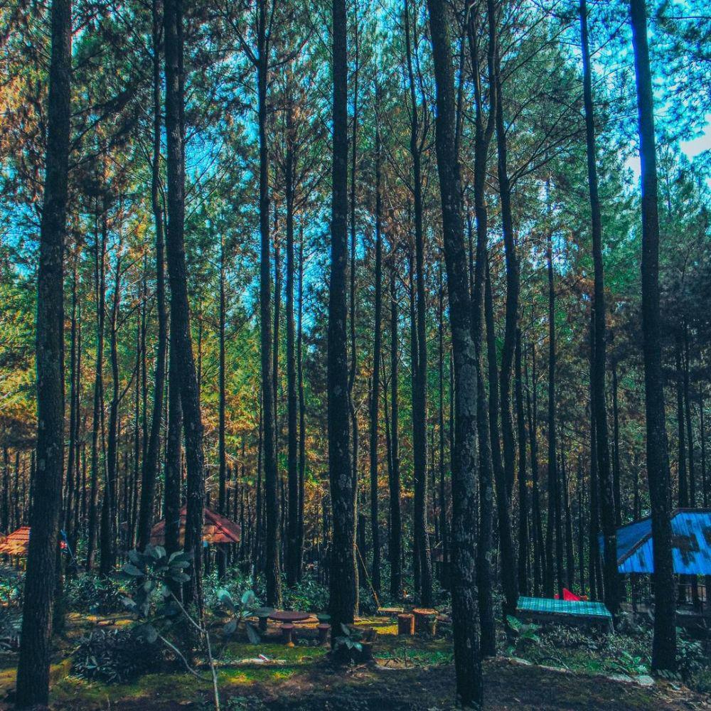 Bukit Pinus Wonosalam. instagram.com/@mactravelogue