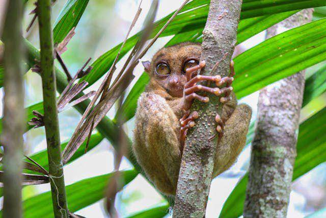 potret tarsius (pexels.com/Charly Severino)