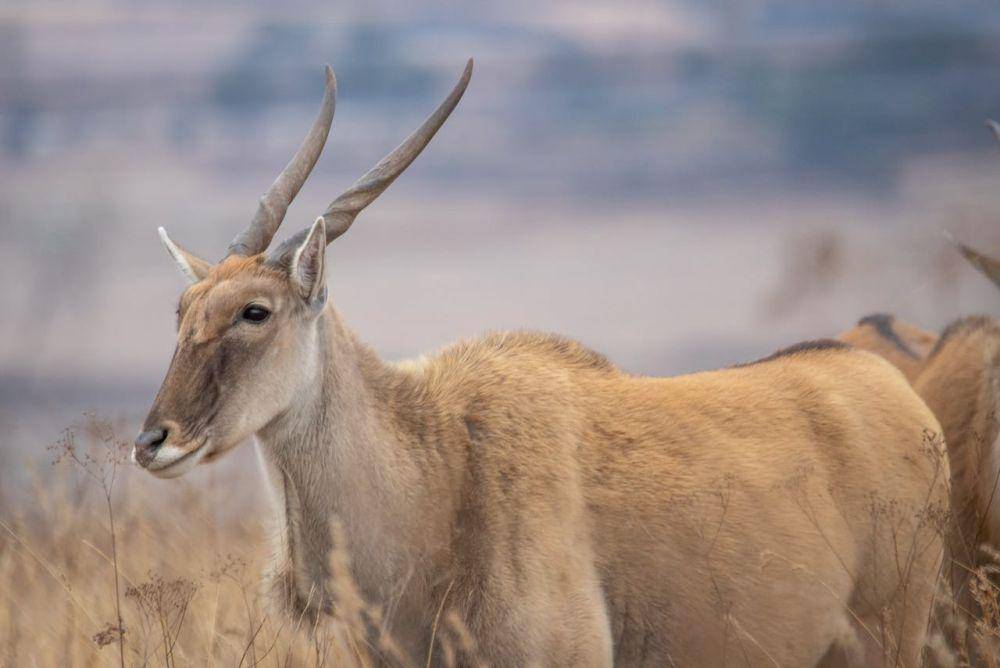 eland (pexels.com/Magda Ehlers)