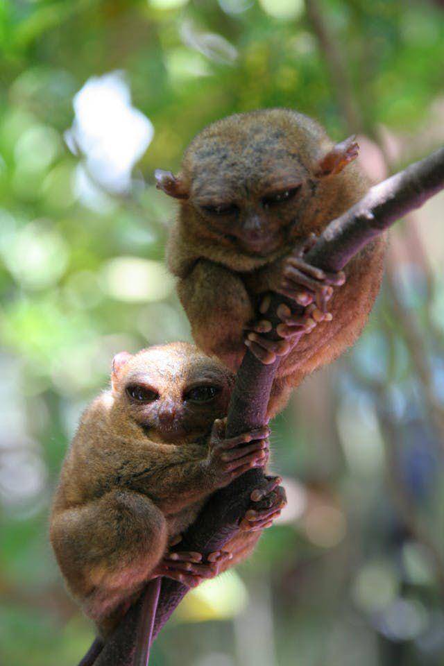 potret tarsius berpasangan (pexels.com/Mervin Concepcion Vergara)