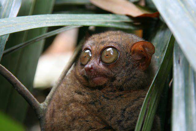 potret tarsius (pexels.com/Mervin Concepcion Vergara)