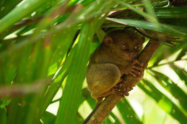 potret tarsius (pexels.com/Tammy Tee)